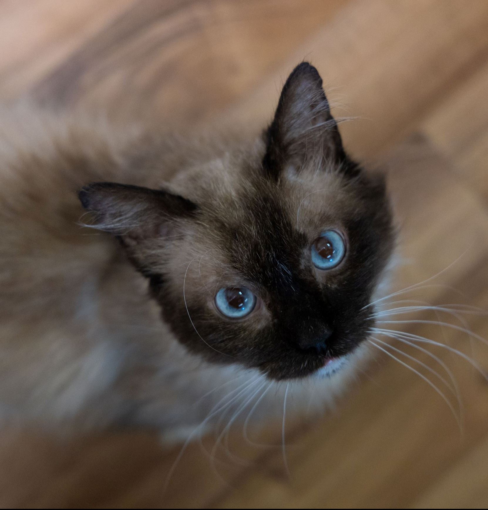 Aug2023 CoSL Cats TY-35