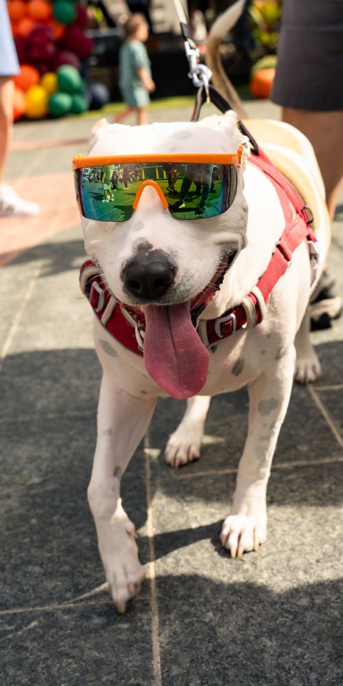 White dog wearing sunglasses