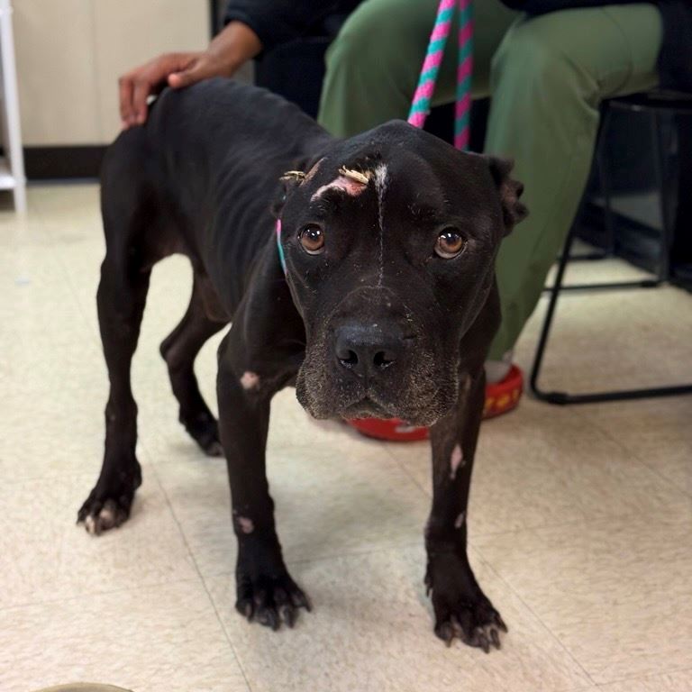 Black staffordshire mix large 